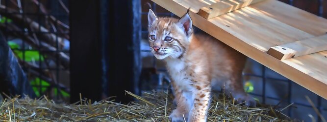 Stadt Urlaub Innsbruck - Alpenzoo & Hungerburgbahn - Aktivitäten, wie ein Besuch im Alpenzoo, erfreut Groß und Klein. Der höchstgelegenste Zoo, Tierpark Europas befindet sich in Innsbruck.